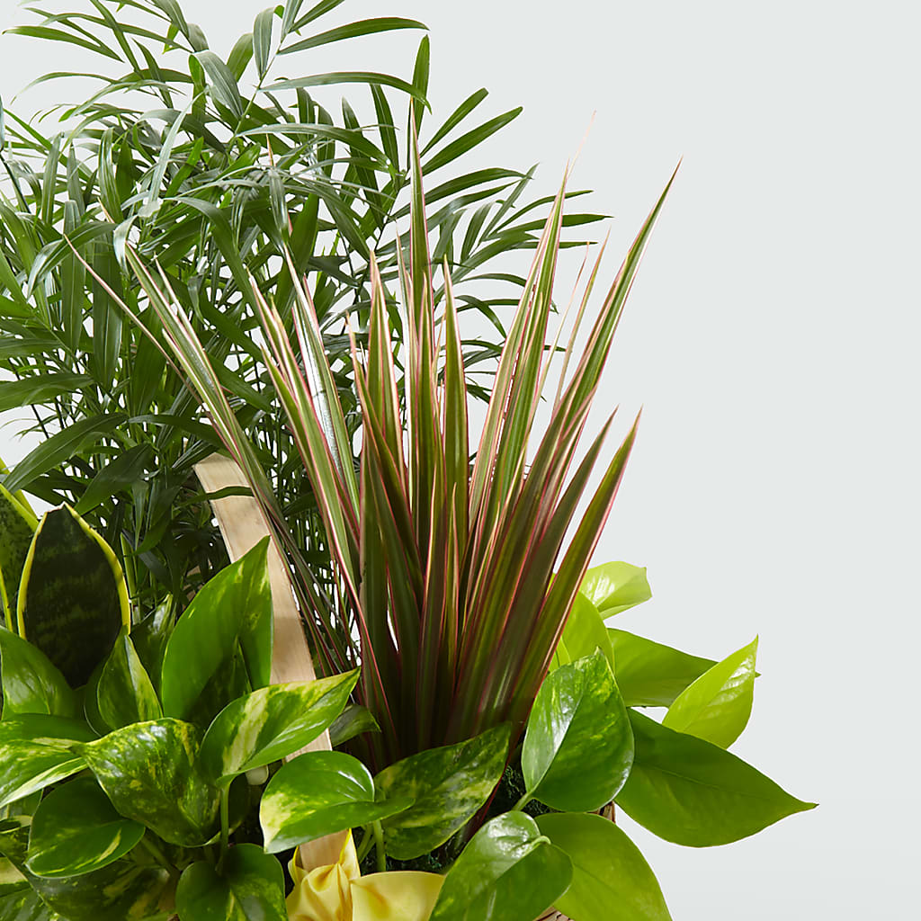 French Garden – A & A FLORIST, Chester SC