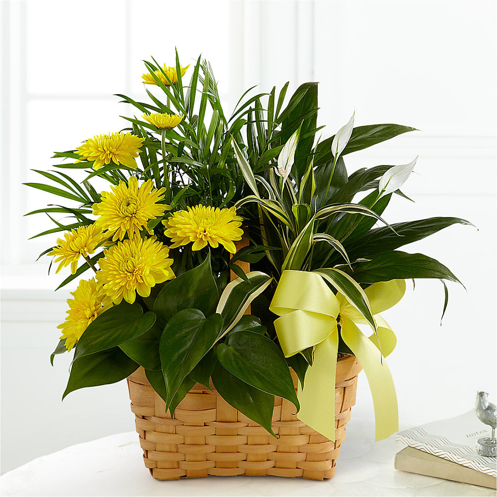 Loving Light Dishgarden – A & A FLORIST, Chester SC