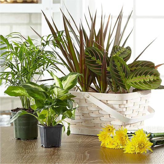 Florist Designed Blooming and Green Plants in a Basket – A & A FLORIST, Chester SC