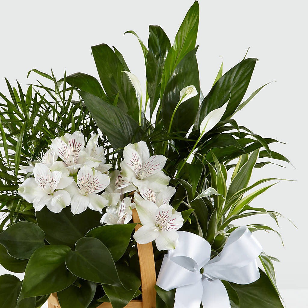 Peace & Serenity Dishgarden – A & A FLORIST, Chester SC
