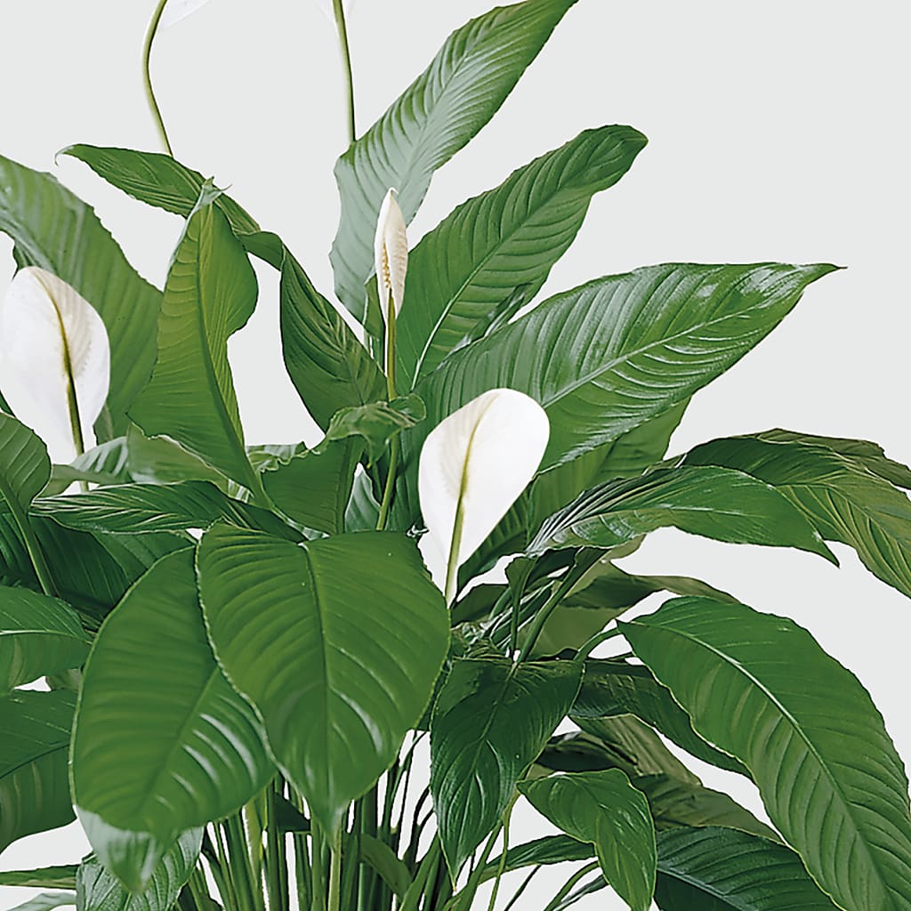 Tranquil Moments Peace Lily Plant – A & A FLORIST, Chester SC