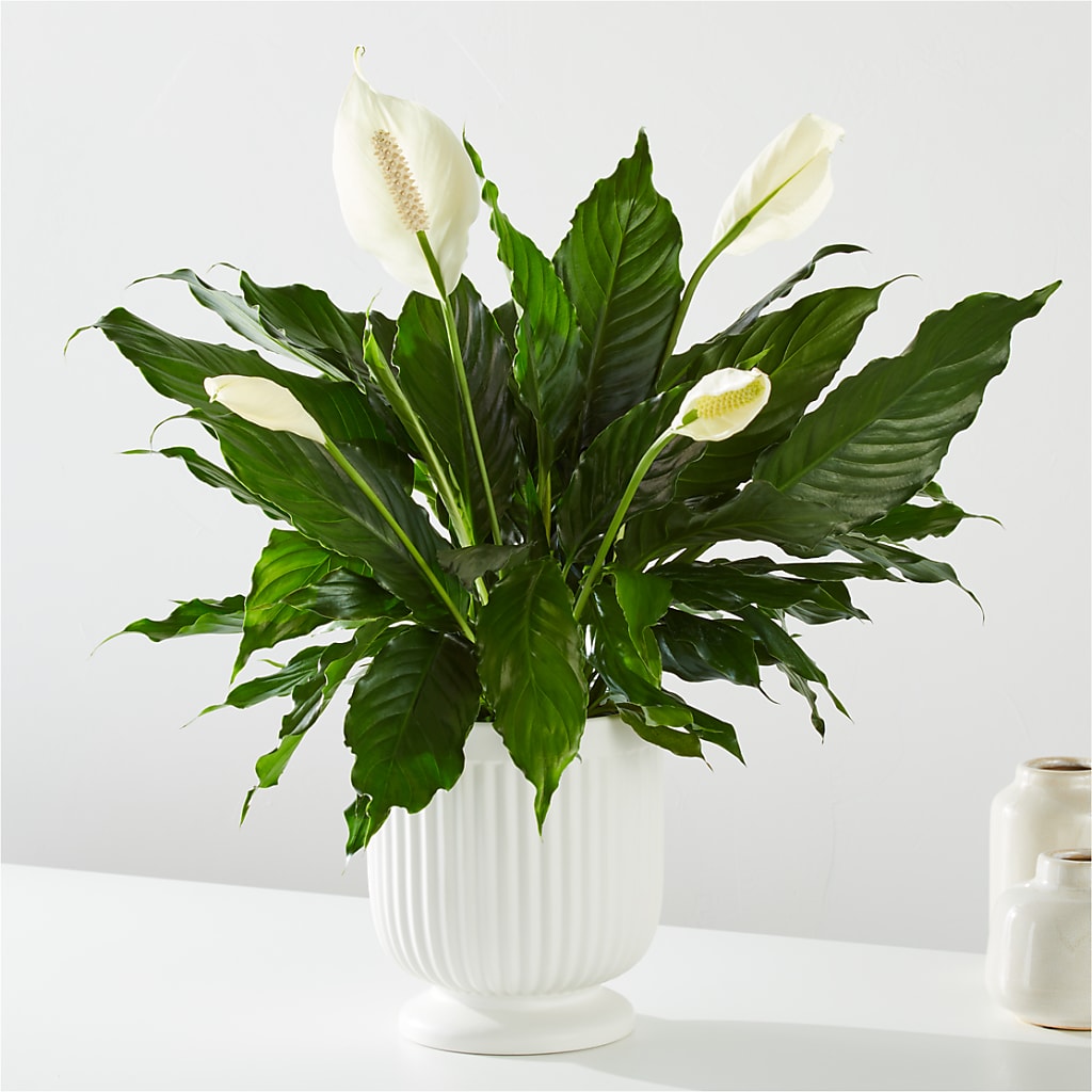 Comfort Planter – A & A FLORIST, Chester SC