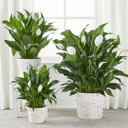 A New Leaf Peace Lily – A & A FLORIST, Chester SC