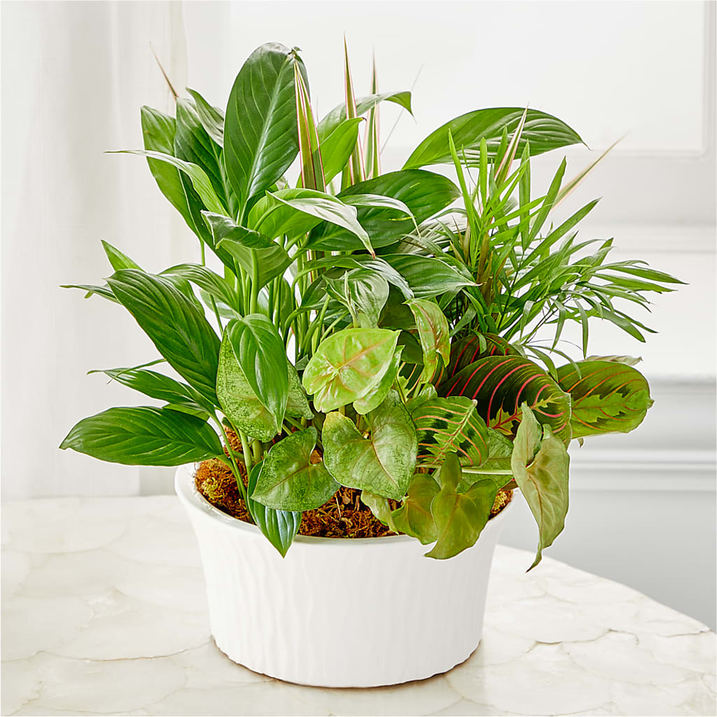 Balance & Harmony Dishgarden – A & A FLORIST, Chester SC